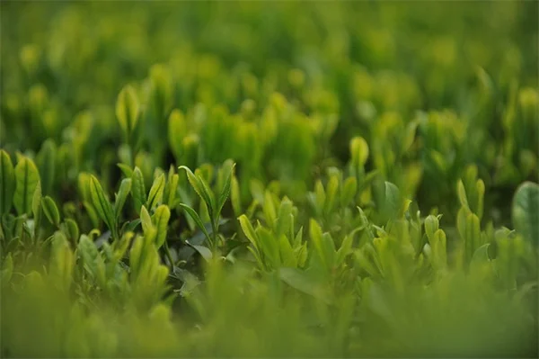 植物に合う壁色の選び方【失敗しない4つのポイント】