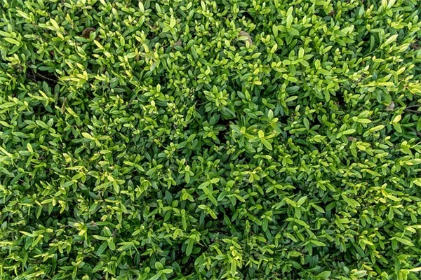 小蘇打真的能让番茄变甜吗？真実を徹底解説