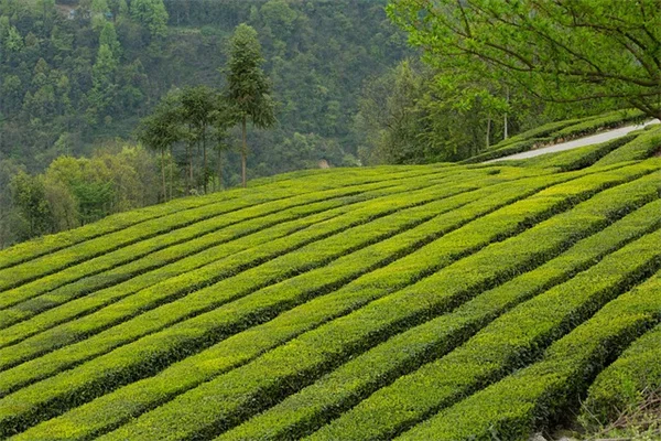 クリスマスに苔玉？意外と合う4つの植物と作り方のコツ