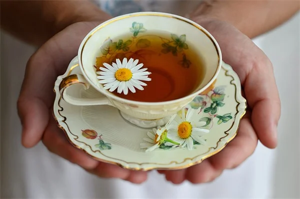 フロリダガーデンに最適な植物をプロが厳選！初心者でも失敗しない育て方のコツ